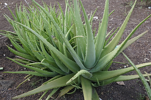 Aloe vera plant in the garden, this is a medicinal plant and is a cool food for the body in the summer